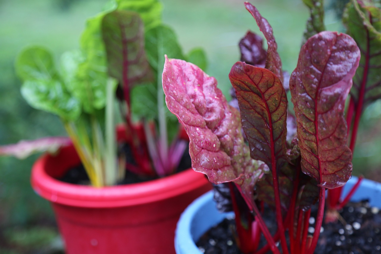 Best Tips for Growing Chard in Your Garden